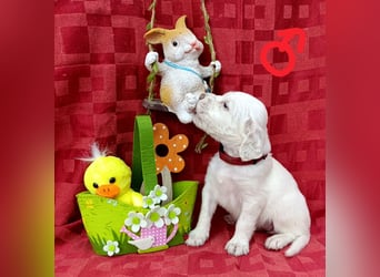 English setter Hündin