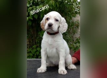 English setter Hündin