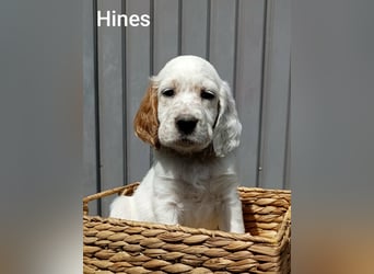 English setter Rüde, Khyannes Hines