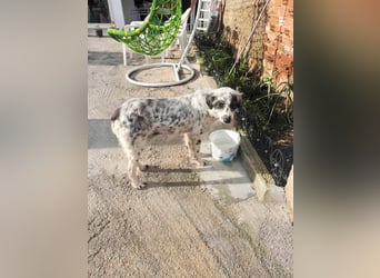 Hund Hündin Tierschutz Setter Bundesweite Vermittlung