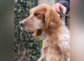 Hund Hündin English Setter Tierschutz Bundesweite Vermittlung