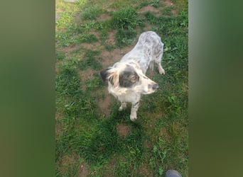 Hund Hündin Tierschutz Setter Bundesweite Vermittlung