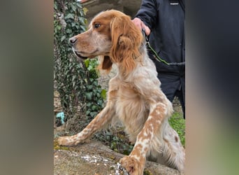 Hund Hündin English Setter Tierschutz Bundesweite Vermittlung