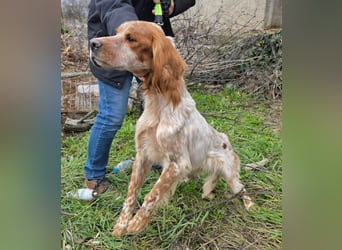 Hund Hündin English Setter Tierschutz Bundesweite Vermittlung
