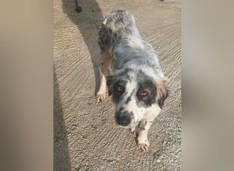 Hund Hündin Tierschutz Setter Bundesweite Vermittlung