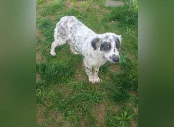 Hund Hündin Tierschutz Setter Bundesweite Vermittlung