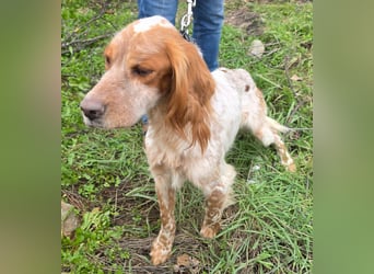 Hund Hündin English Setter Tierschutz Bundesweite Vermittlung
