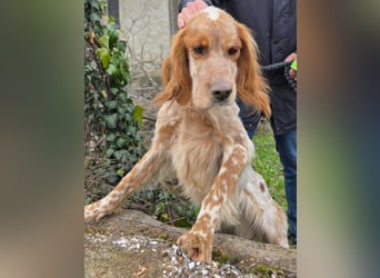Hund Hündin English Setter Tierschutz Bundesweite Vermittlung