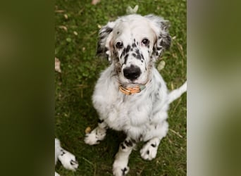 THORIN Nasetters – English Setter Puppy (ZKwP / FCI) – Boy