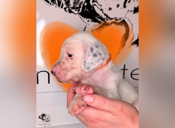 THORIN Nasetters – English Setter Puppy (ZKwP / FCI) – Boy