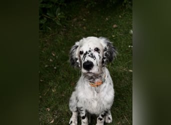 THORIN Nasetters – English Setter Puppy (ZKwP / FCI) – Boy