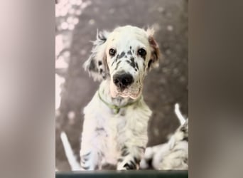 THORIN Nasetters – English Setter Puppy (ZKwP / FCI) – Boy