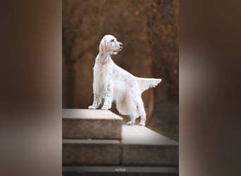 THORIN Nasetters – English Setter Puppy (ZKwP / FCI) – Boy