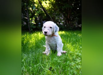 THORIN Nasetters – English Setter Puppy (ZKwP / FCI) – Boy