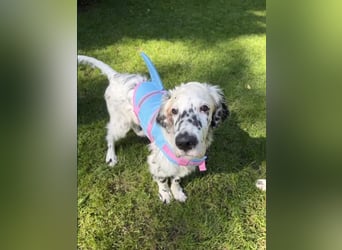 THORIN Nasetters – English Setter Puppy (ZKwP / FCI) – Boy