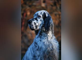 THORIN Nasetters – English Setter Puppy (ZKwP / FCI) – Boy