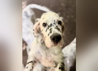 THORIN Nasetters – English Setter Puppy (ZKwP / FCI) – Boy