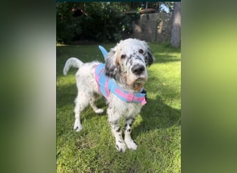 THORIN Nasetters – English Setter Puppy (ZKwP / FCI) – Boy