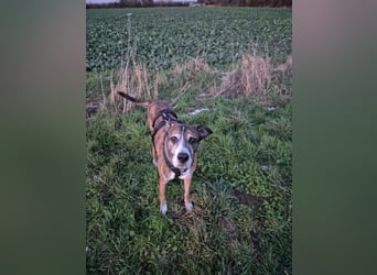 Nero - ein toller Freund fürs Leben (wartet in 31708)