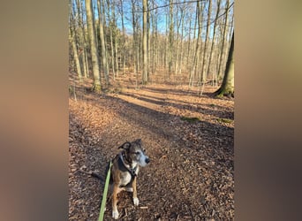 Nero - ein toller Freund fürs Leben (wartet in 31708)