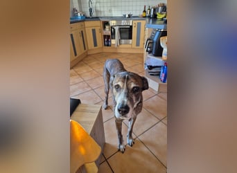 Nero - ein toller Freund fürs Leben (wartet in 31708)