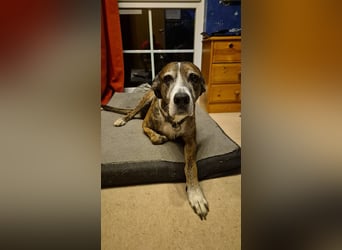 Nero - ein toller Freund fürs Leben (wartet in 31708)