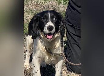 Brando - Sanftmut auf vier Pfoten