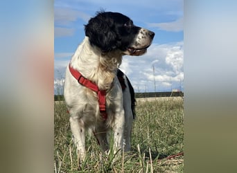 Brando - Sanftmut auf vier Pfoten