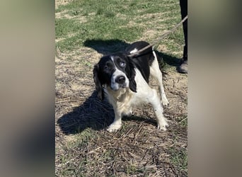 Brando - Sanftmut auf vier Pfoten