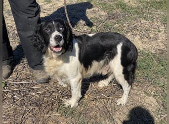 Brando - Sanftmut auf vier Pfoten