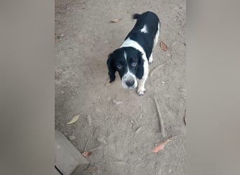 Brando - Sanftmut auf vier Pfoten