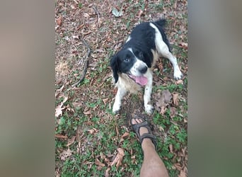 Brando - Sanftmut auf vier Pfoten