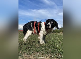 Brando - Sanftmut auf vier Pfoten