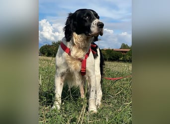 Brando - Sanftmut auf vier Pfoten