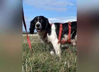 Brando - Sanftmut auf vier Pfoten