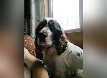 Lebenslustige KELLIS sucht eine aktive Familie