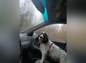 Lebenslustige KELLIS sucht eine aktive Familie