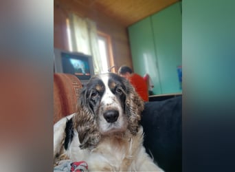 Lebenslustige KELLIS sucht eine aktive Familie