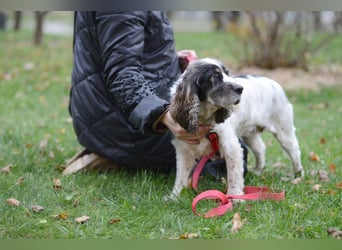 Lebenslustige KELLIS sucht eine aktive Familie