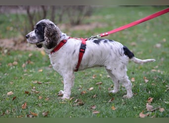 Lebenslustige KELLIS sucht eine aktive Familie