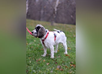 Lebenslustige KELLIS sucht eine aktive Familie