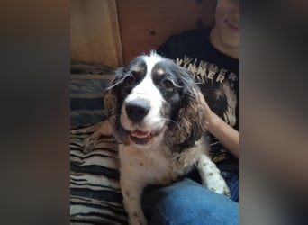 Lebenslustige KELLIS sucht eine aktive Familie