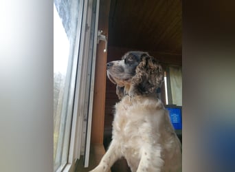 Lebenslustige KELLIS sucht eine aktive Familie