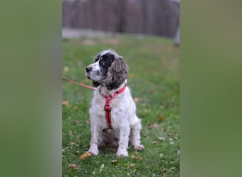 Lebenslustige KELLIS sucht eine aktive Familie