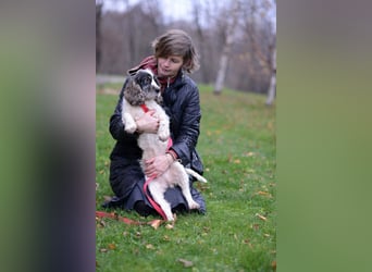 Lebenslustige KELLIS sucht eine aktive Familie