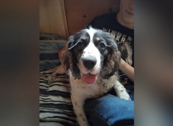 Lebenslustige KELLIS sucht eine aktive Familie