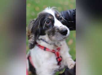 Lebenslustige KELLIS sucht eine aktive Familie