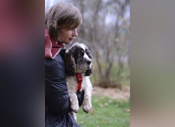 Lebenslustige KELLIS sucht eine aktive Familie