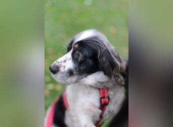 Lebenslustige KELLIS sucht eine aktive Familie