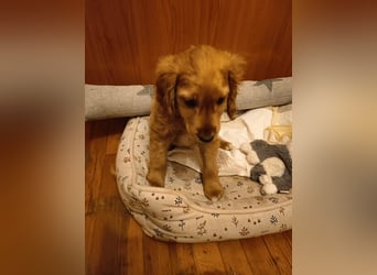 Goofy, kleiner Cocker Mix